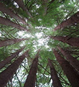 The Mother Trees: God’s Plan for Care in the Church