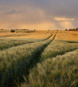 「たとえ話：内面の成長への招待」
